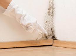 Reliable Shoreacres, TX Mold Remediation Solutions